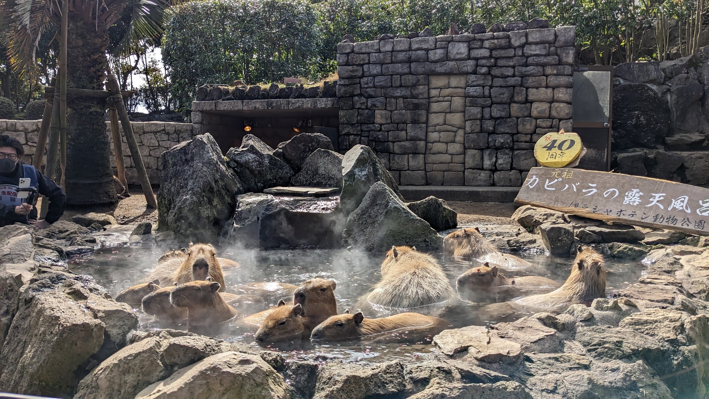 Capybara onsen